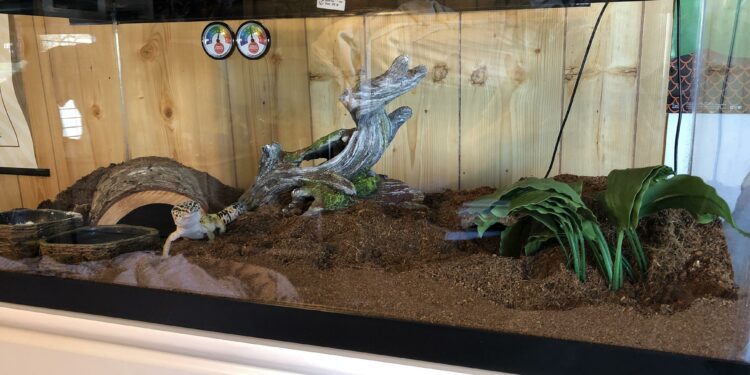 Quelle lampe chauffante pour gecko léopard ?