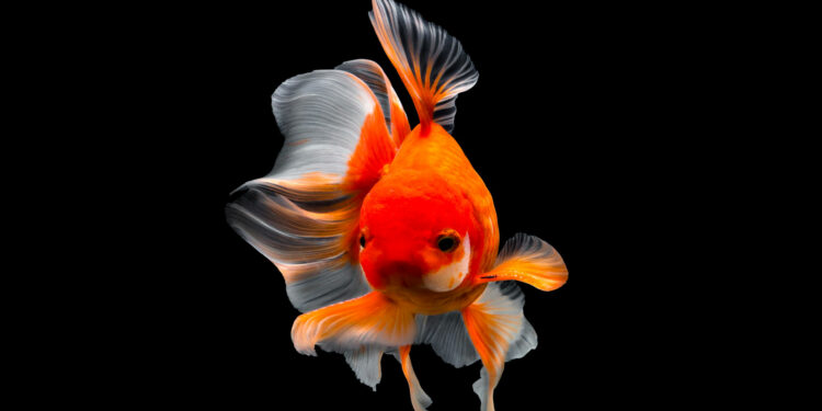 Quelle lettre pour les poissons en 2021 ?