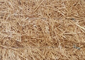 Quelle litière dans un poulailler ?