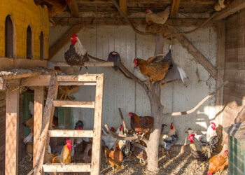 Quelle litière dans un poulailler ?