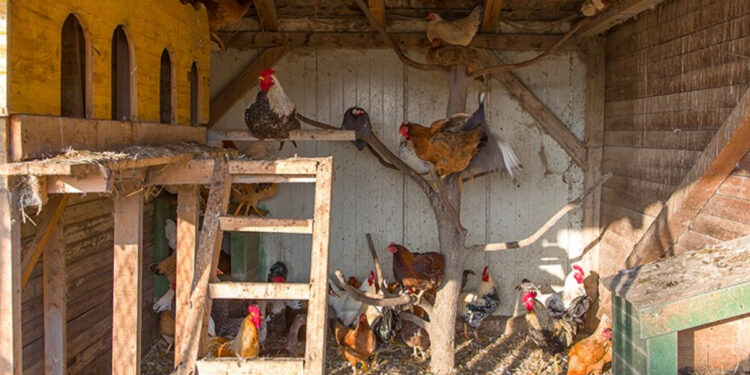 Quelle litière dans un poulailler ?