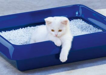 Quelle litière pour chaton 2 mois ?