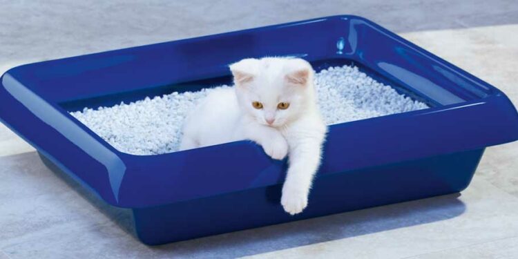 Quelle litière pour chaton 2 mois ?