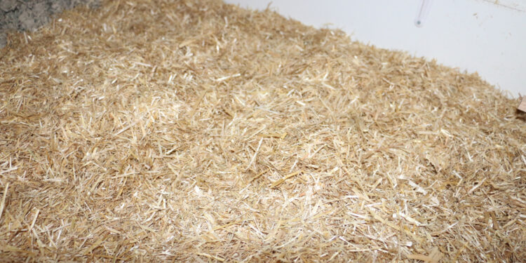 Quelle litière pour hamster nain ?