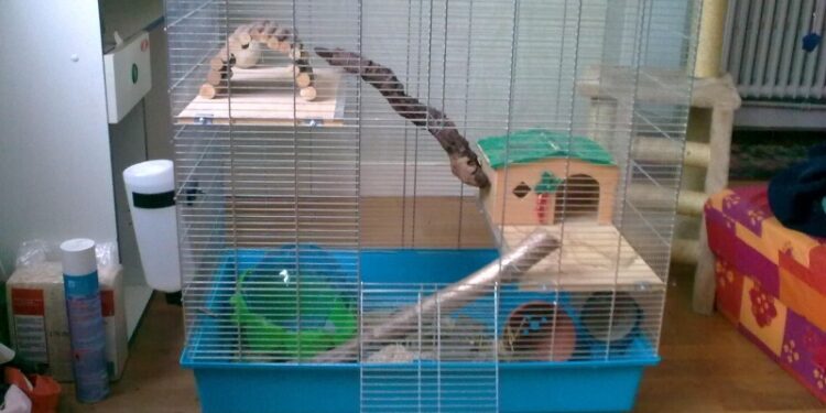 Quelle litière pour les chinchillas ?