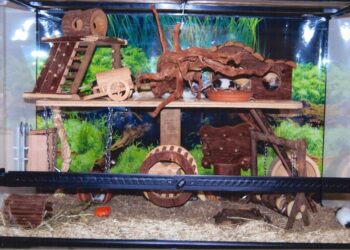 Quelle litière pour les souris ?