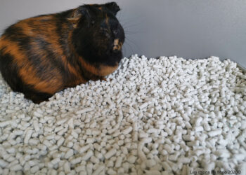 Quelle litière pour moins d'odeur ?