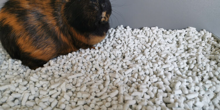 Quelle litière pour moins d'odeur ?