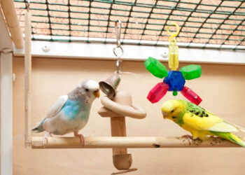 Quelle litière pour perruche ?