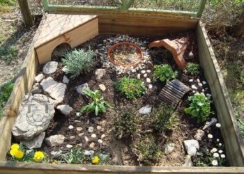 Quelle litière pour tortue de terre ?