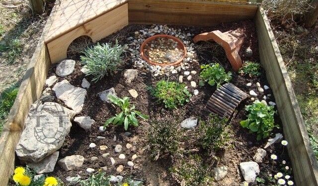 Quelle litière pour tortue de terre ?