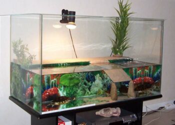 Quelle litière pour tortue de terre ?