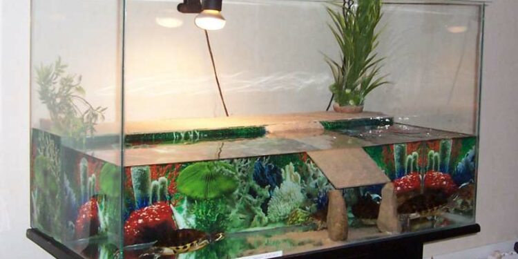 Quelle litière pour tortue de terre ?