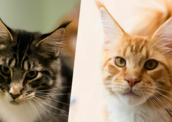 Quelle litière pour un Maine Coon ?