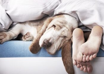 Quelle litière pour un chien ?