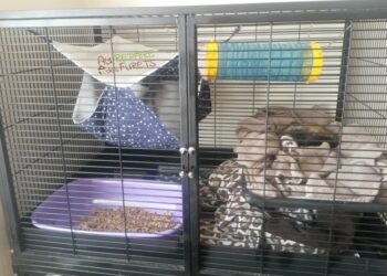 Quelle litière pour un furet ?