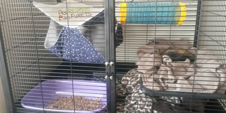 Quelle litière pour un furet ?