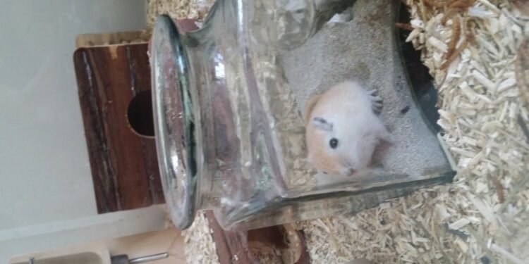 Quelle litière pour un rongeur ?