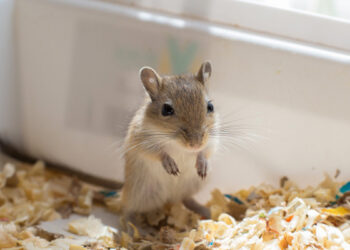 Quelle litière pour une gerbille ?
