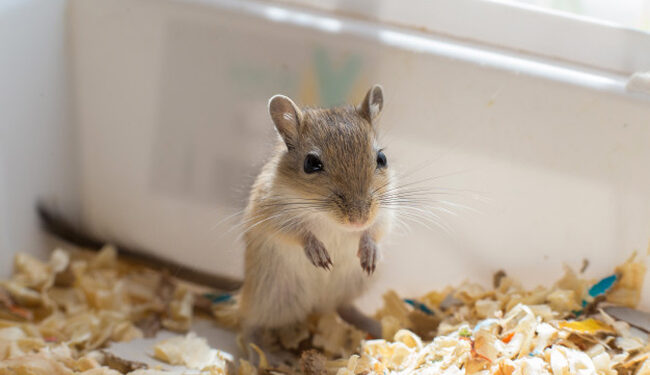 Quelle litière pour une gerbille ?