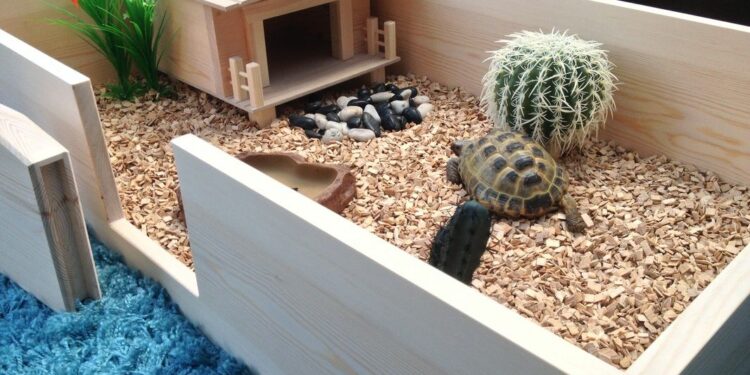 Quelle litière pour une tortue ?