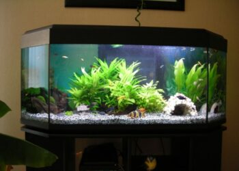 Quelle litière pour une tortue ?