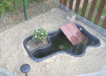 Quelle litière pour une tortue ?