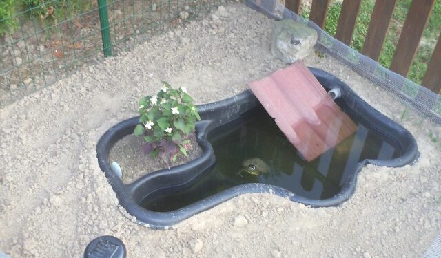 Quelle litière pour une tortue ?