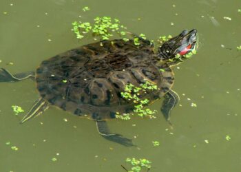 Quelle litière pour une tortue ?
