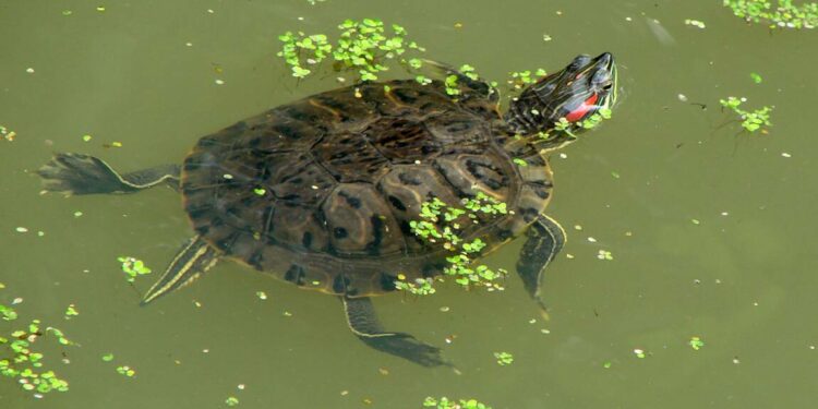 Quelle litière pour une tortue ?