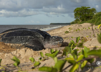 Quelle litière pour une tortue ?