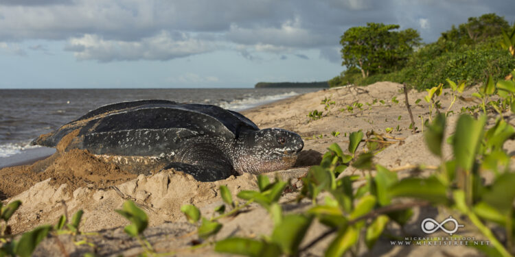 Quelle litière pour une tortue ?