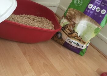 Quelle litière préfèrent les chats ?