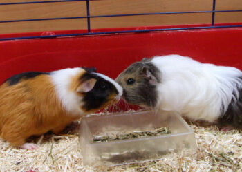 Quelle litière utiliser pour un cochon d'Inde ?