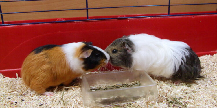 Quelle litière utiliser pour un cochon d'Inde ?