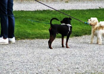 Quelle longe pour un petit chien ?