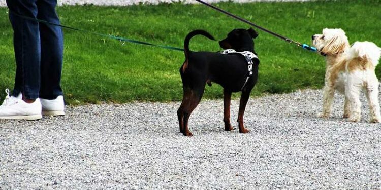 Quelle longe pour un petit chien ?