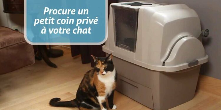 Quelle maison de toilette pour Maine Coon ?