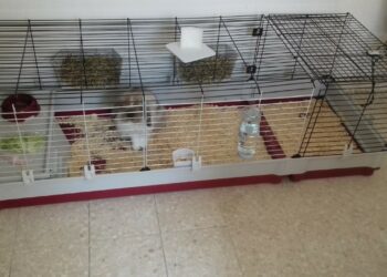 Quelle maison pour cochon d'Inde ?