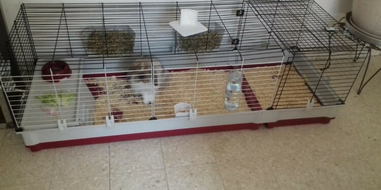 Quelle maison pour cochon d'Inde ?