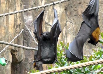 Quelle maladie les Chauves-souris Peuvent-elles transmettre à l'homme ?