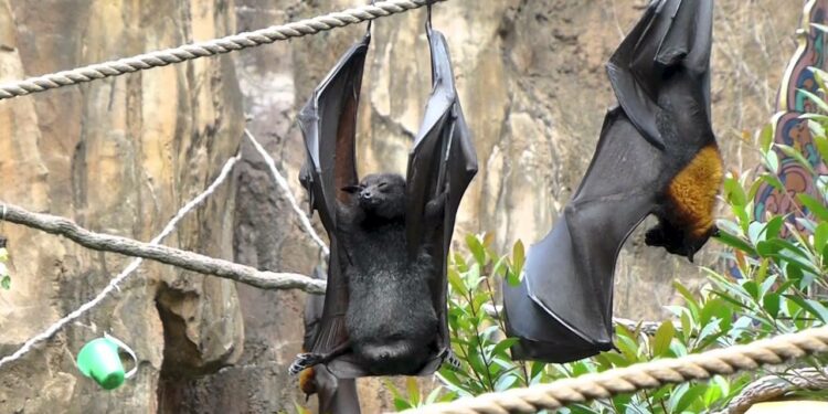 Quelle maladie les Chauves-souris Peuvent-elles transmettre à l'homme ?