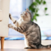 Quelle matière les chats Detestent ?