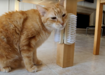 Quelle matière pour griffoir chat ?