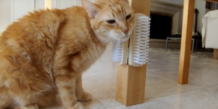 Quelle matière pour griffoir chat ?