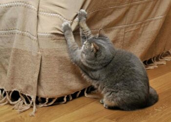 Quelle matière pour griffoir chat ?