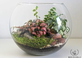Quelle mousse pour terrarium humide ?