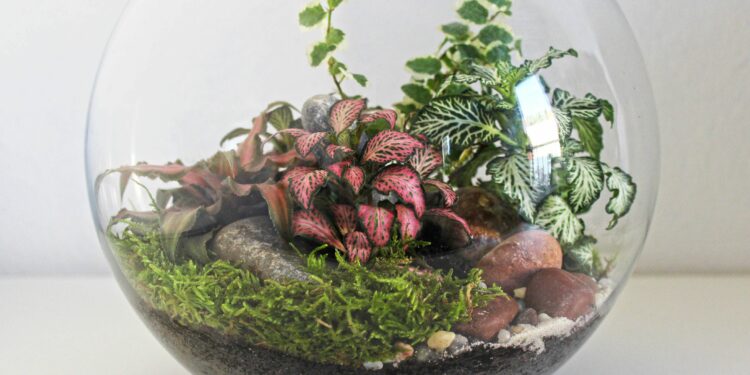 Quelle mousse pour terrarium humide ?