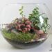 Quelle mousse pour terrarium humide ?