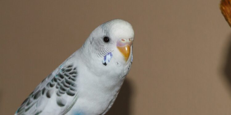 Quelle musique aime les perruches ?